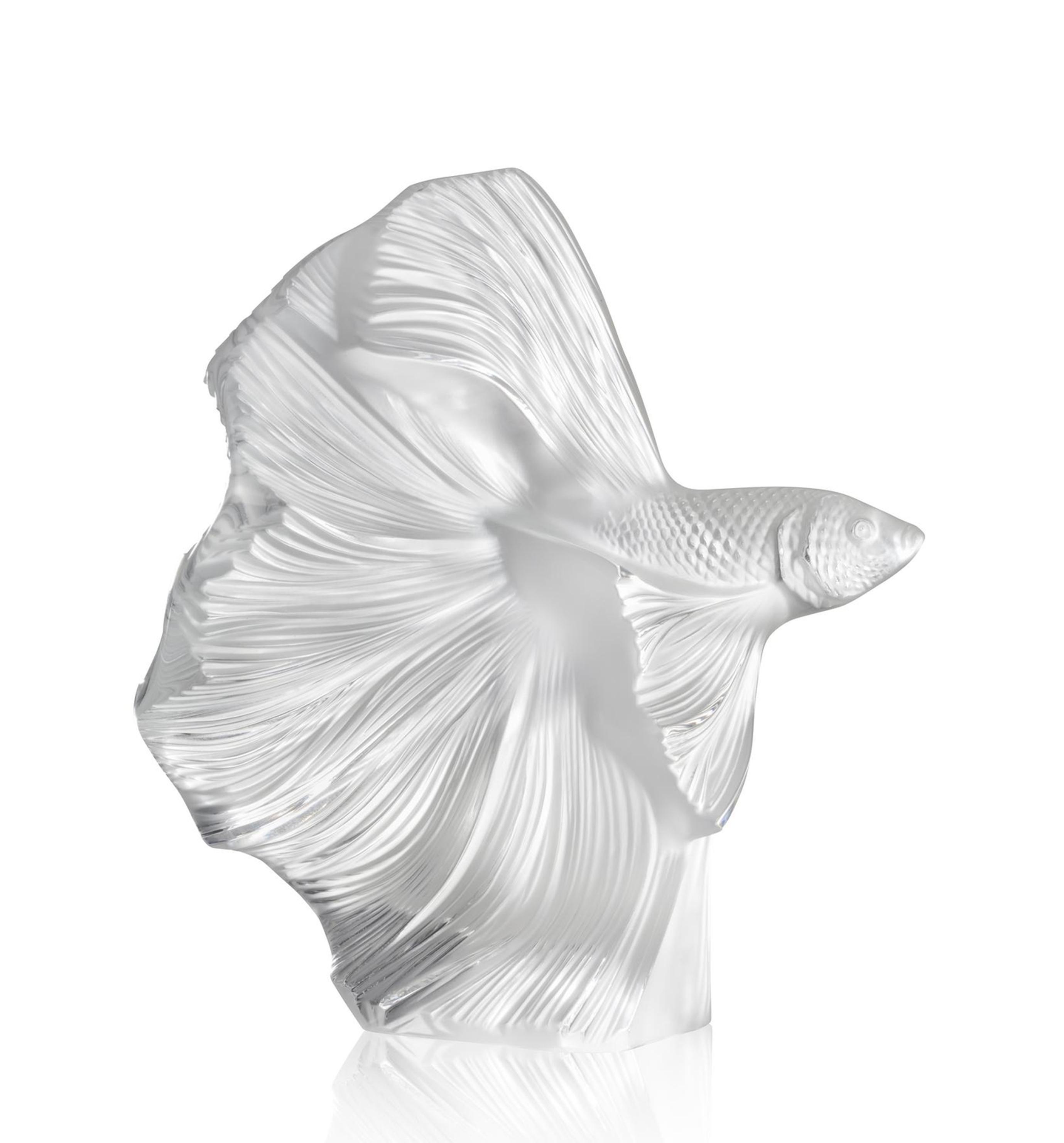 Large Fighting Fish Clear